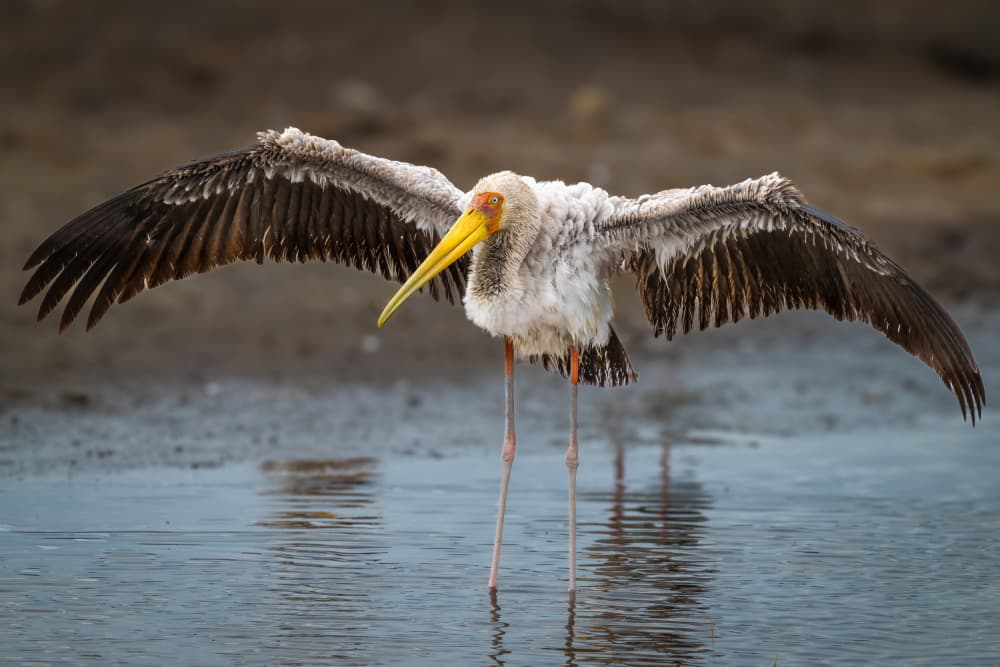 Yellow-Billed Stork Wading by Jeffrey C. Sink — canvas wall art