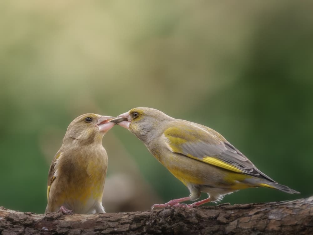 Tender Bird Feeding by Cristiano Giani — canvas wall art