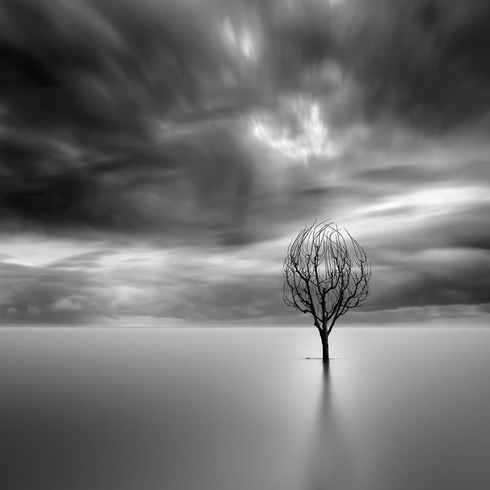 Bare Tree Stillness by George Digalakis — canvas wall art