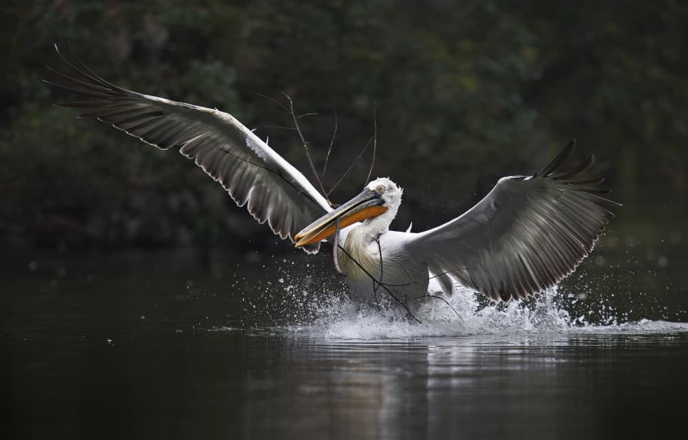Graceful Pelican Water Landing by C.S. Tjandra — canvas wall art