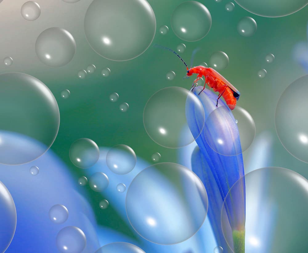 Red Bug Bubble Blossom by Thierry Dufour — canvas wall art