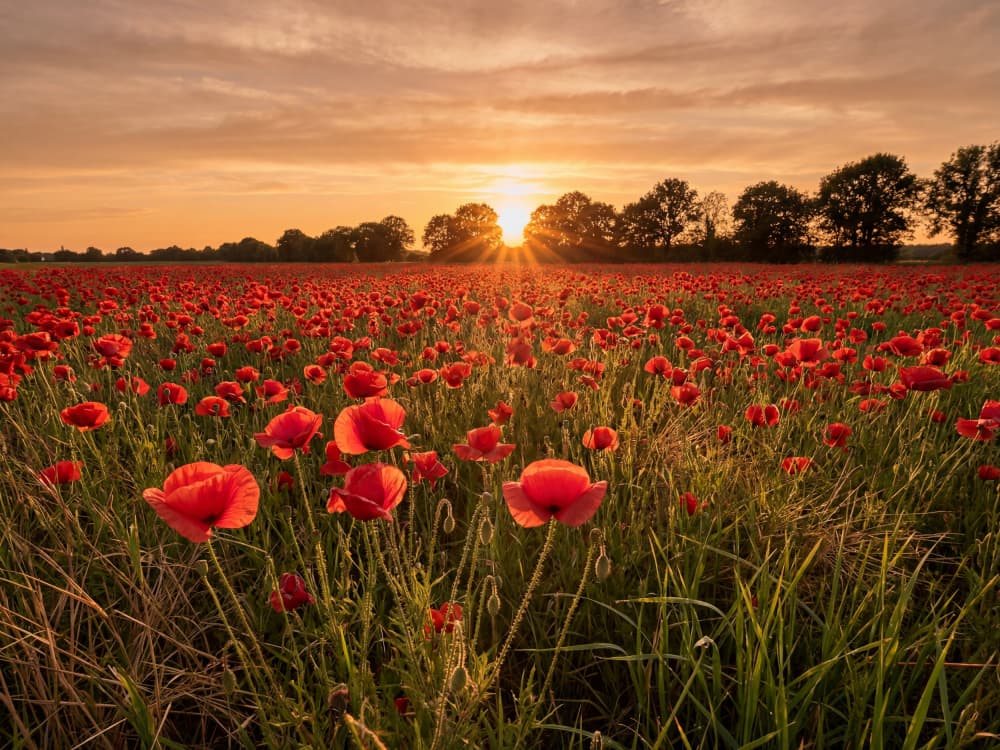 Sunset Poppy Field by Andreas Magnusson — canvas wall art