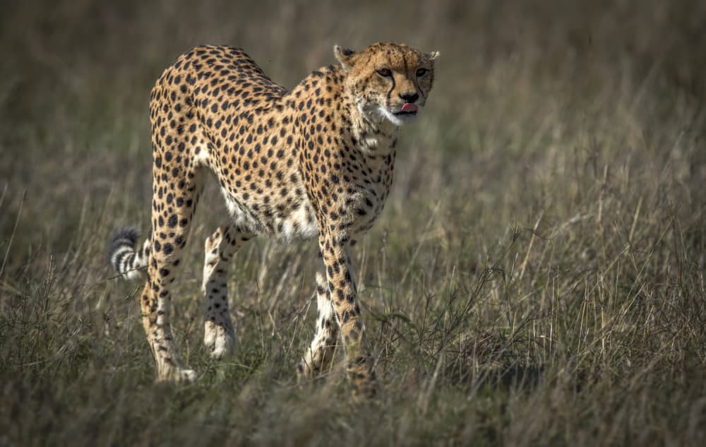 Wild Cheetah Prowls by Roshkumar — canvas wall art