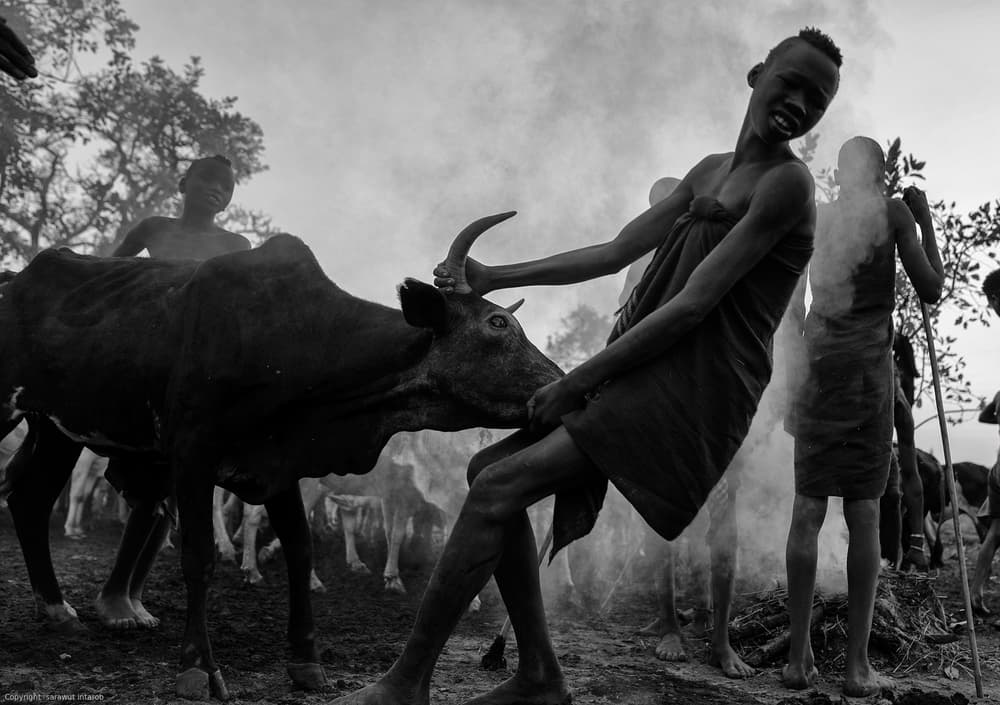 African Man and Cattle by Sarawut Intarob — canvas wall art