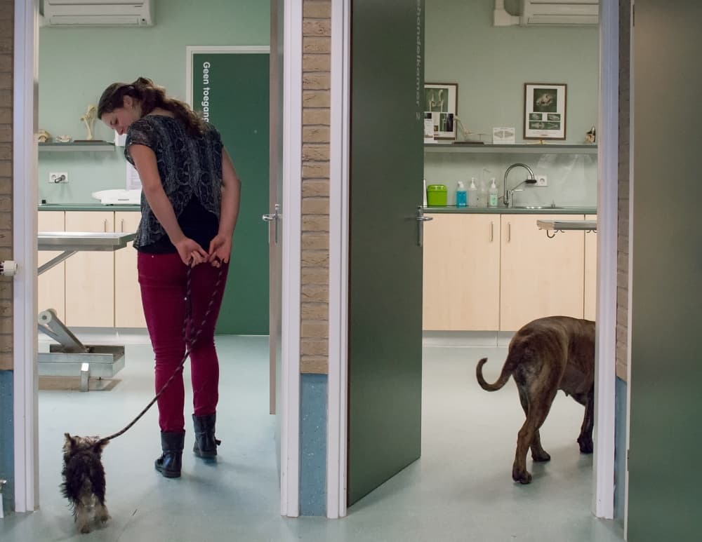 Dogs At The Vet by Gert van den Bosch — canvas wall art