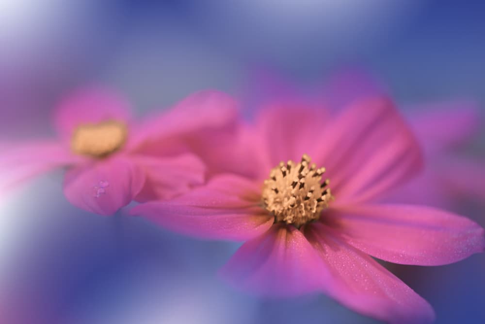 Dreamy Pink Flowers by Juliana Nan — canvas wall art