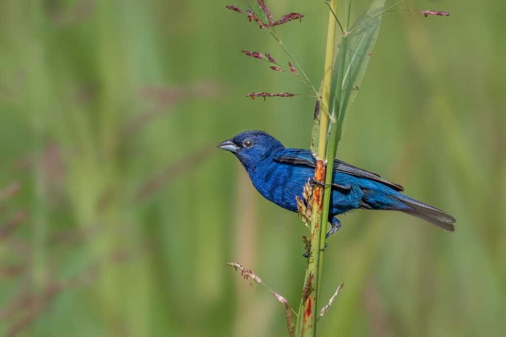 Vibrant Blue Bunting by Jacob (Jian) Xu — canvas wall art