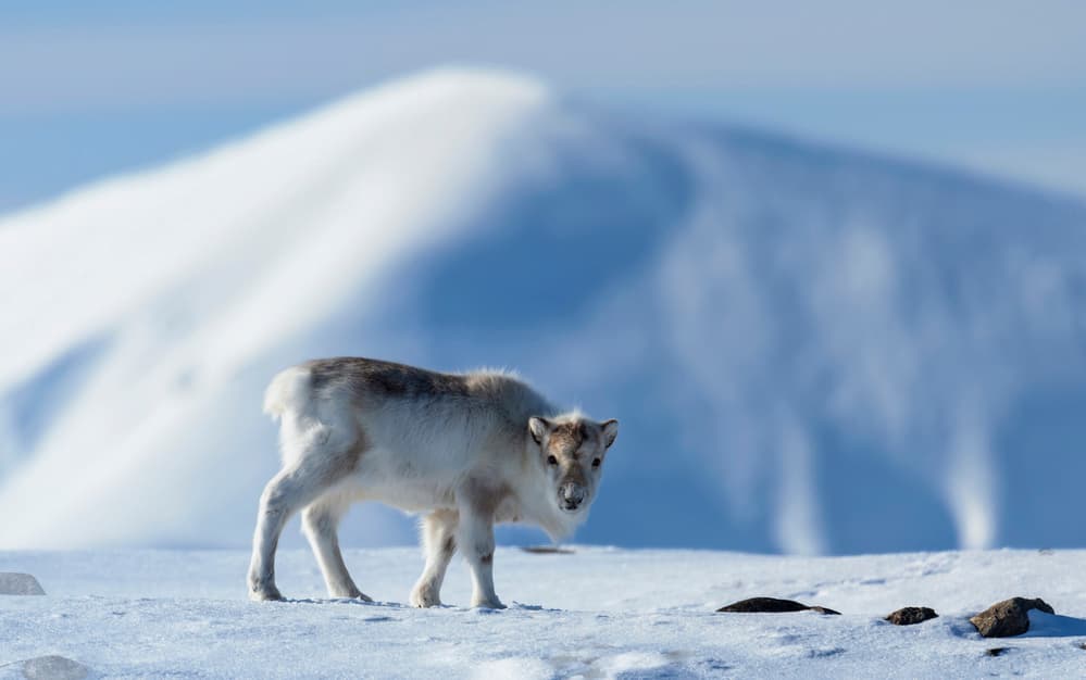 Arctic Reindeer Calf by Jie Fischer — canvas wall art