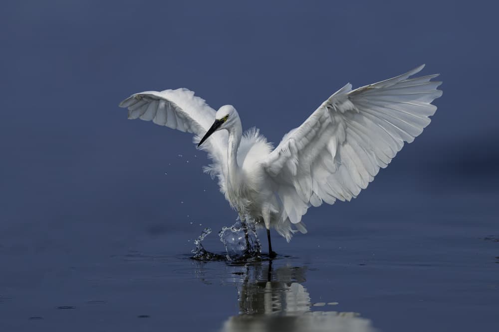 White Egret Splashing by Mallal Moshe — canvas wall art