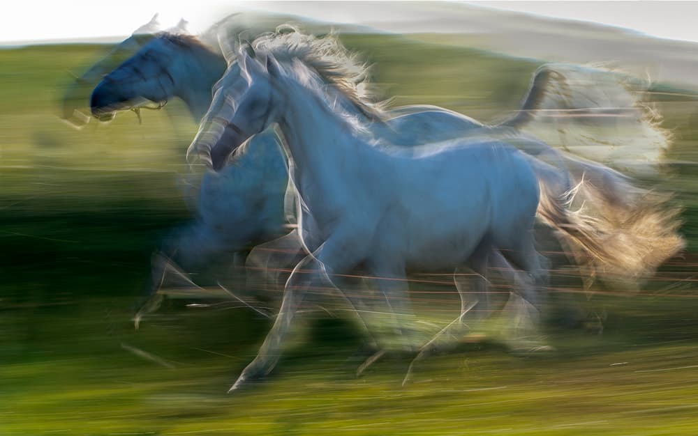 Dynamic Running Horses by Milan Malovrh — canvas wall art