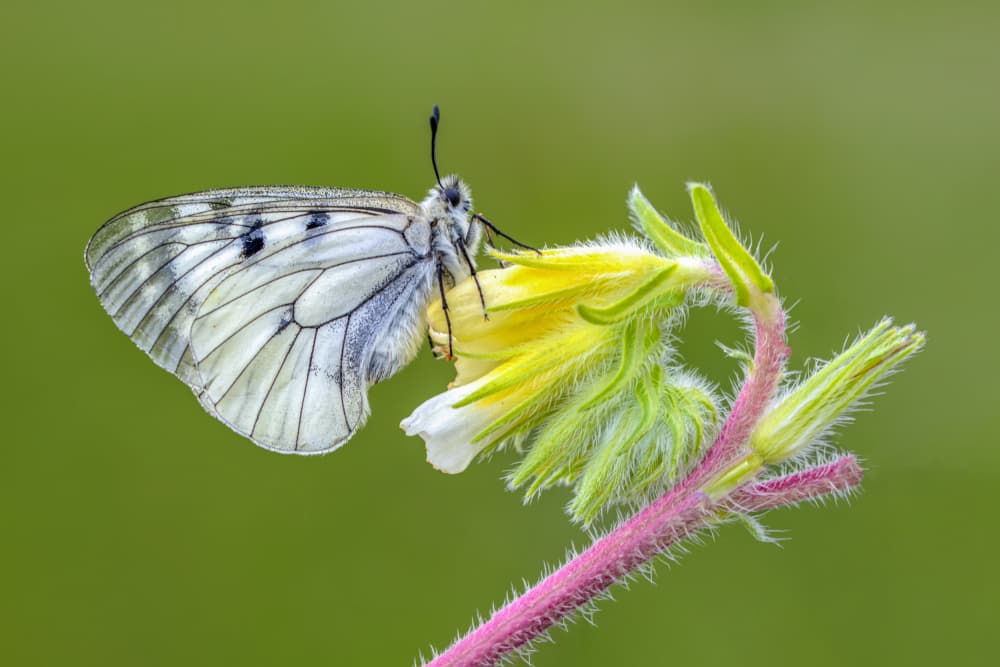 Delicate Butterfly Bloom by Mustafa öztürk — canvas wall art