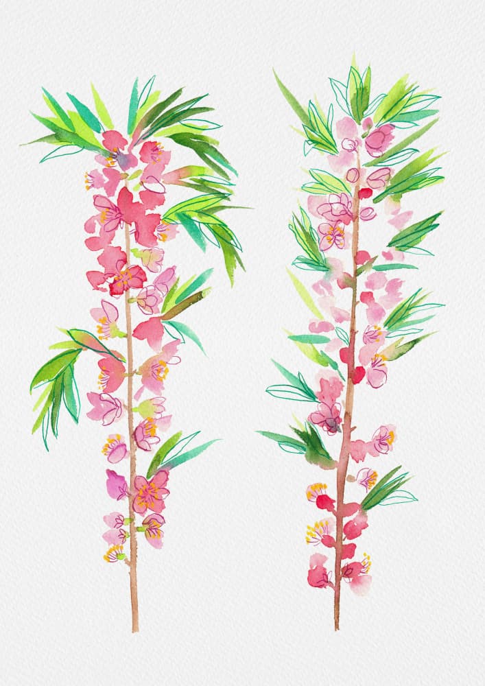 Pink Watercolor Blossoms by Kata Botanical — canvas wall art