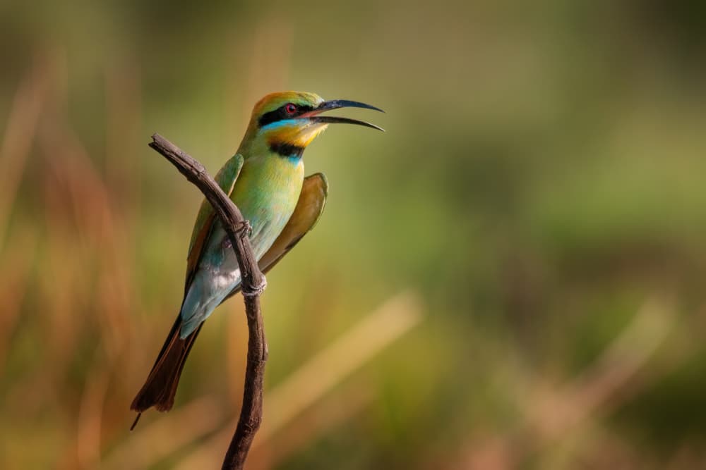 Vibrant Bee-eater Calling by Christoph Schaarschmidt — canvas wall art