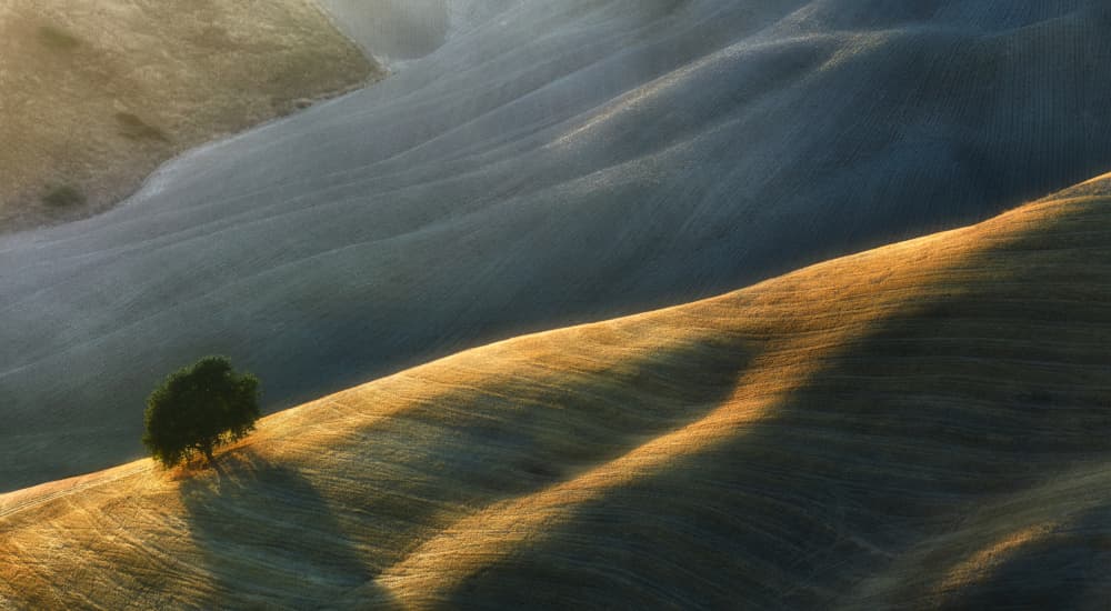 Golden Hills Lone Tree by Tomasz Rojek — canvas wall art