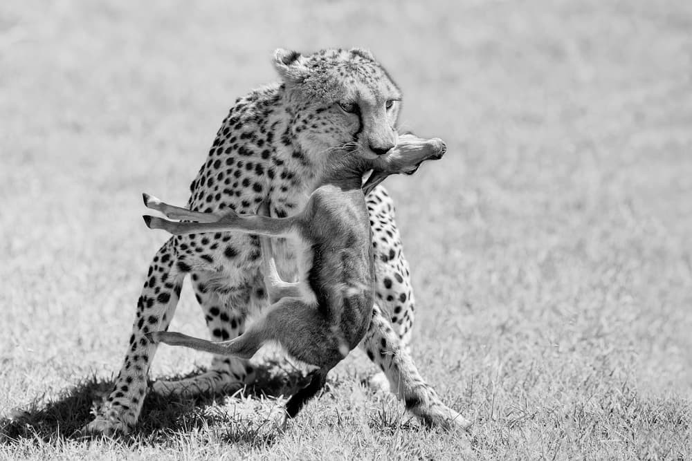 Wild Cheetah Carrying Fawn by Jun Zuo — canvas wall art