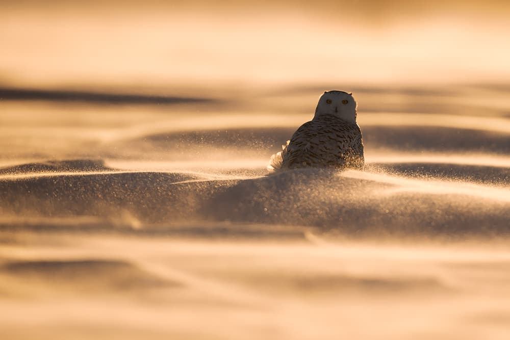 Snowy Owl Golden Hour by Marco Pozzi — canvas wall art