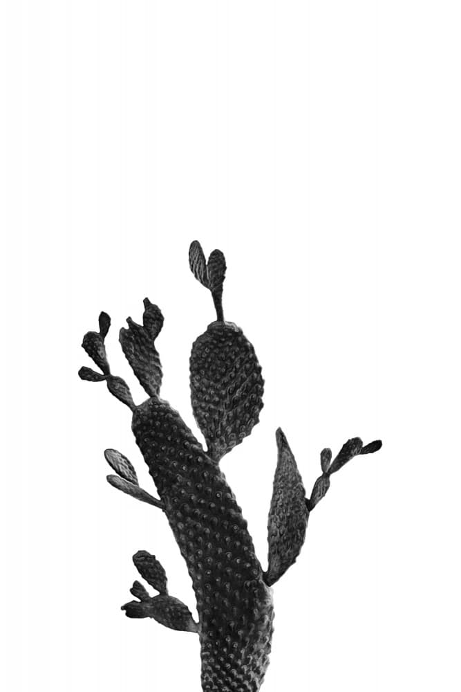 Monochrome Cactus Study by amini54 — canvas wall art