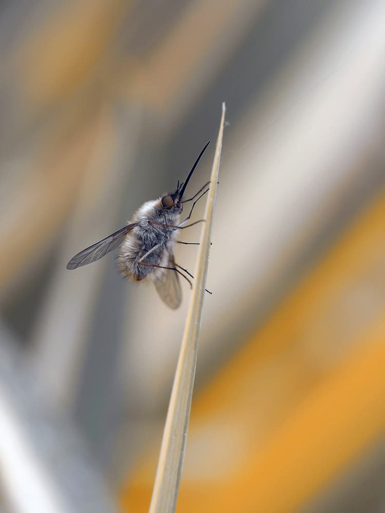 Fuzzy Bee Fly Perched by Thierry Dufour — canvas wall art