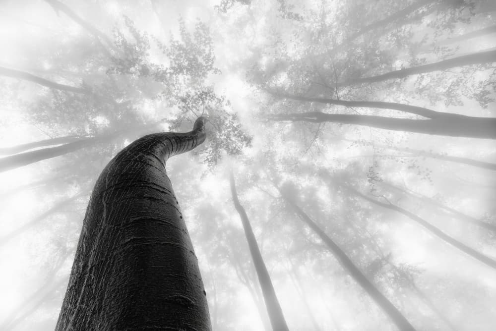 Misty Forest Perspective by Tom Pavlasek — canvas wall art