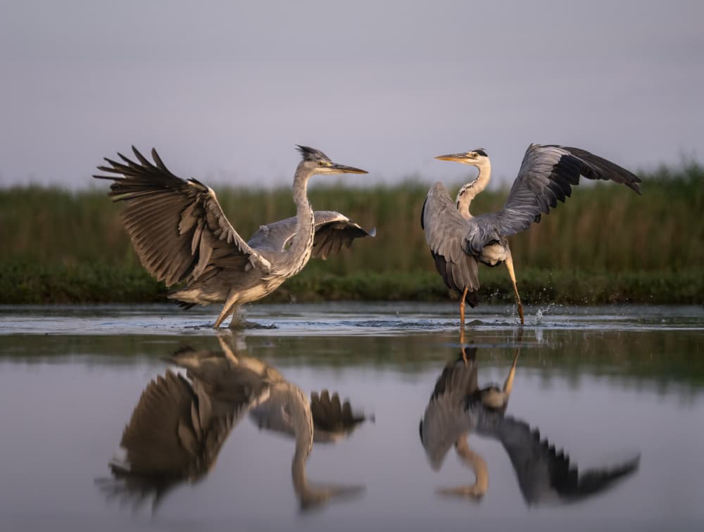 Graceful Heron Dance by Vicki Lai — canvas wall art