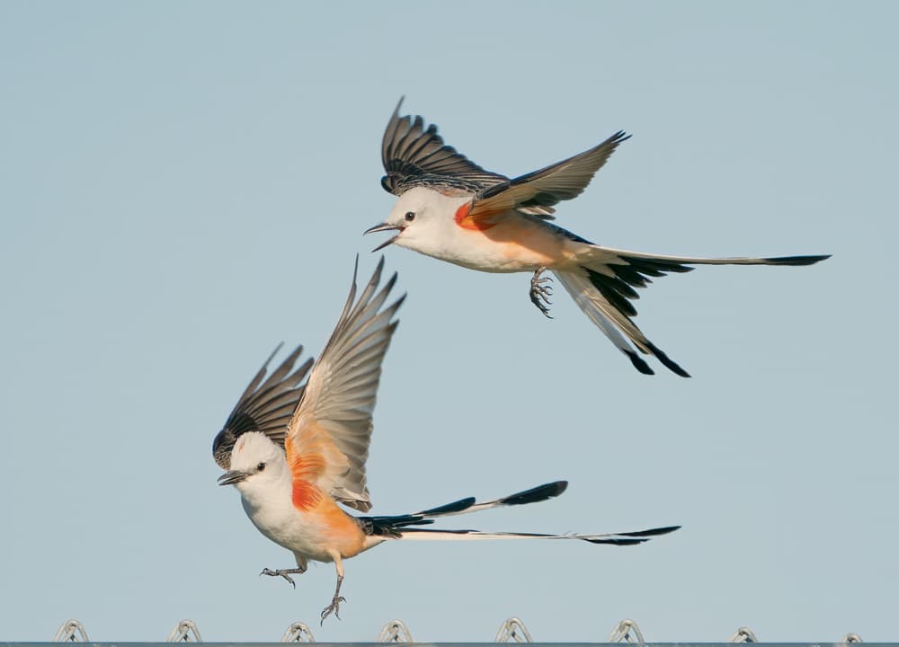 Scissor-tailed Flycatchers Flying by Alex Li — canvas wall art