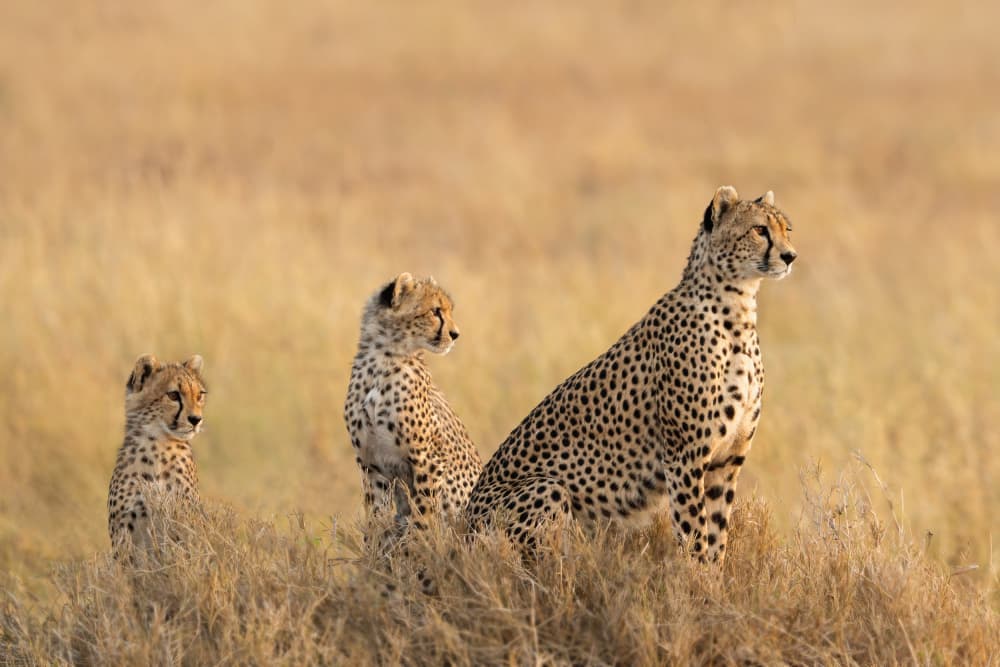 Cheetah Cubs and Mother by James Cai — canvas wall art