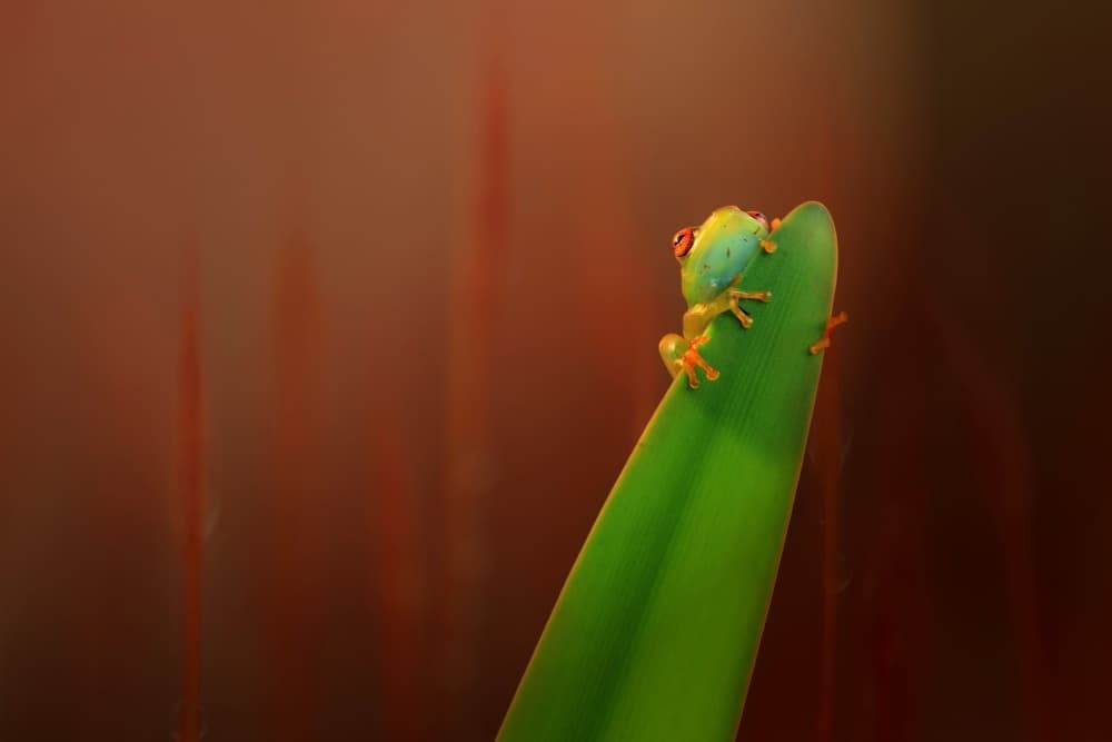 Red-Eyed Tree Frog by Wil Mijer — canvas wall art