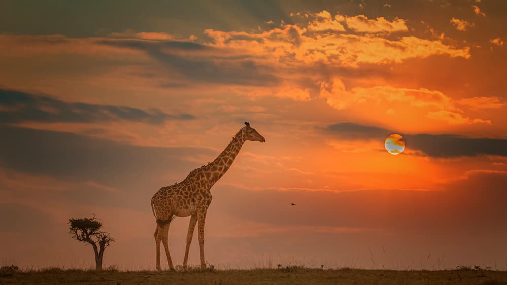 Golden Sunset Giraffe by Fion Wong — canvas wall art