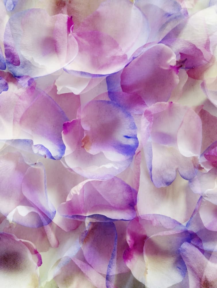 Ethereal Purple Petals by Angelo Cerantola — canvas wall art