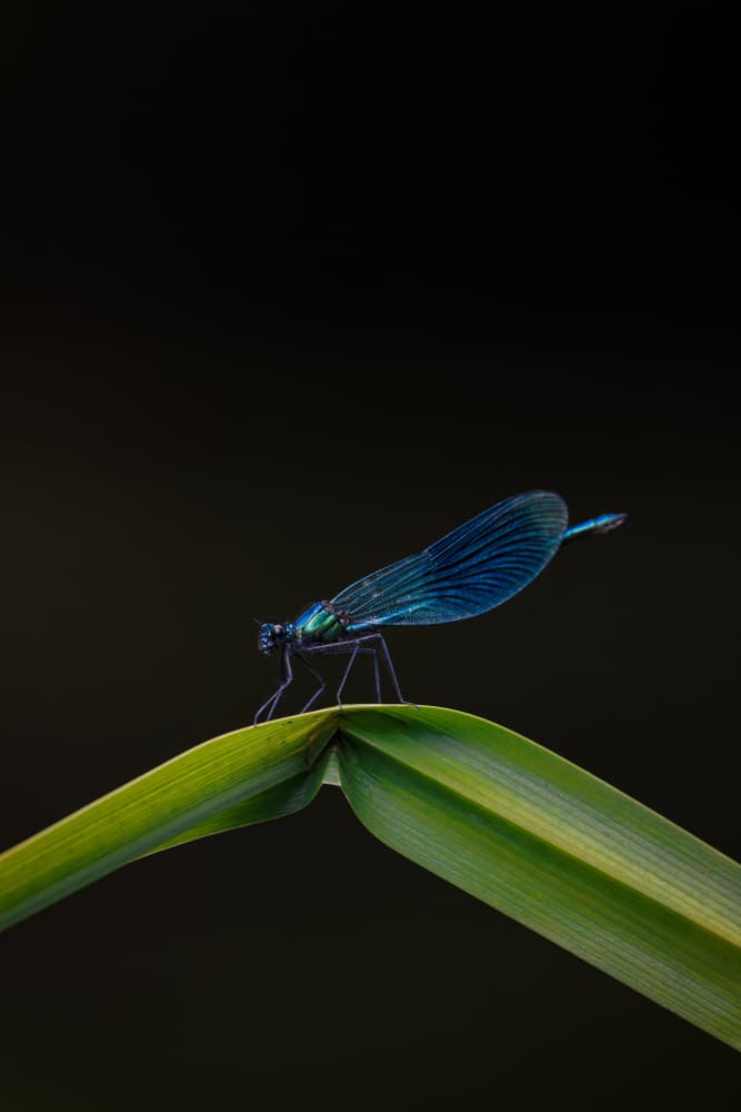 Elegant Blue Damselfly by Magnus Renmyr — canvas wall art