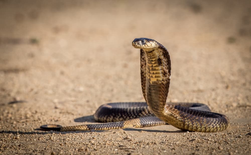 Golden Cobra Alert by Jeffrey C. Sink — canvas wall art