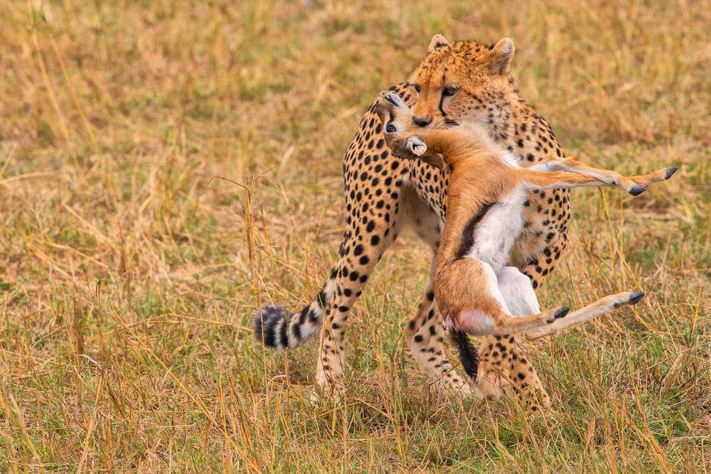 Cheetah's Gazelle Catch by Mohammed Alnaser — canvas wall art