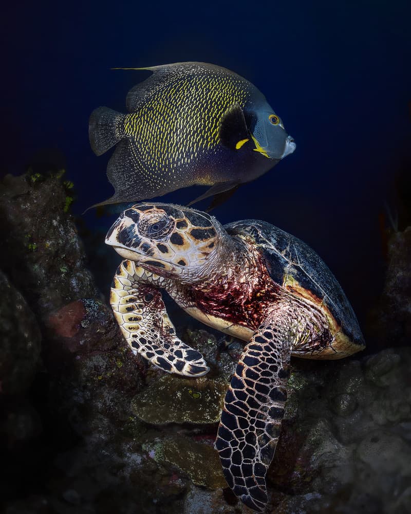 Sea Turtle and Angelfish by Jennifer Lu — canvas wall art