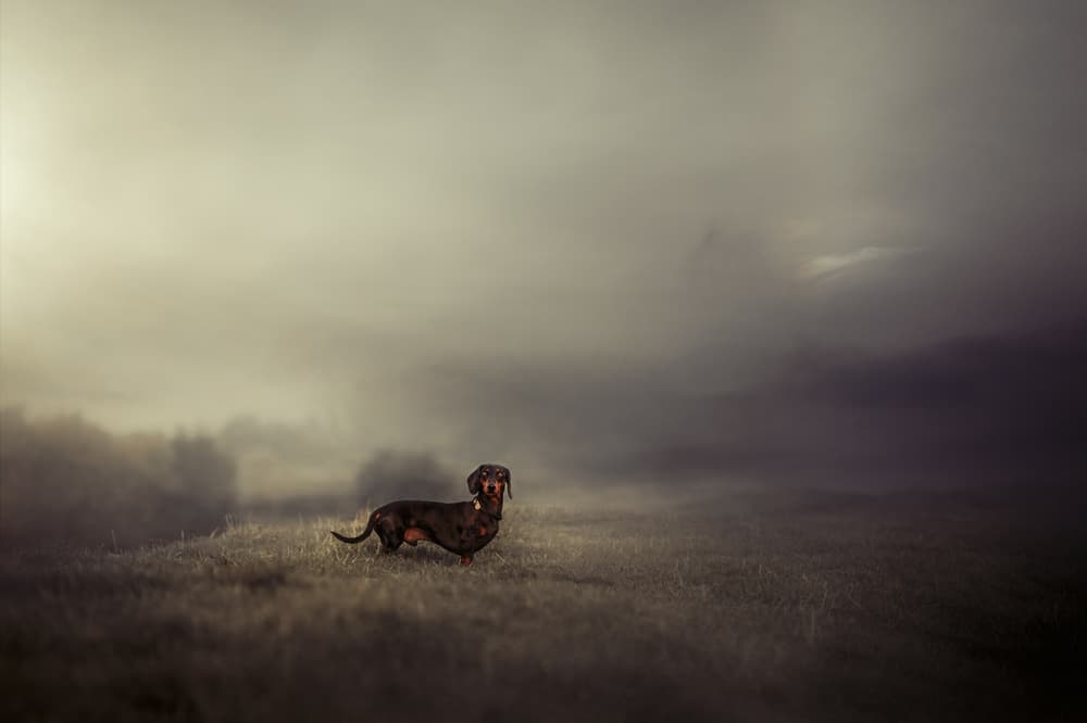 Dachshund in Fog by Heike Willers — canvas wall art