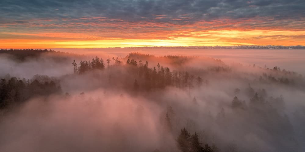 Forest of Golden Mist by Judith Kuhn — canvas wall art
