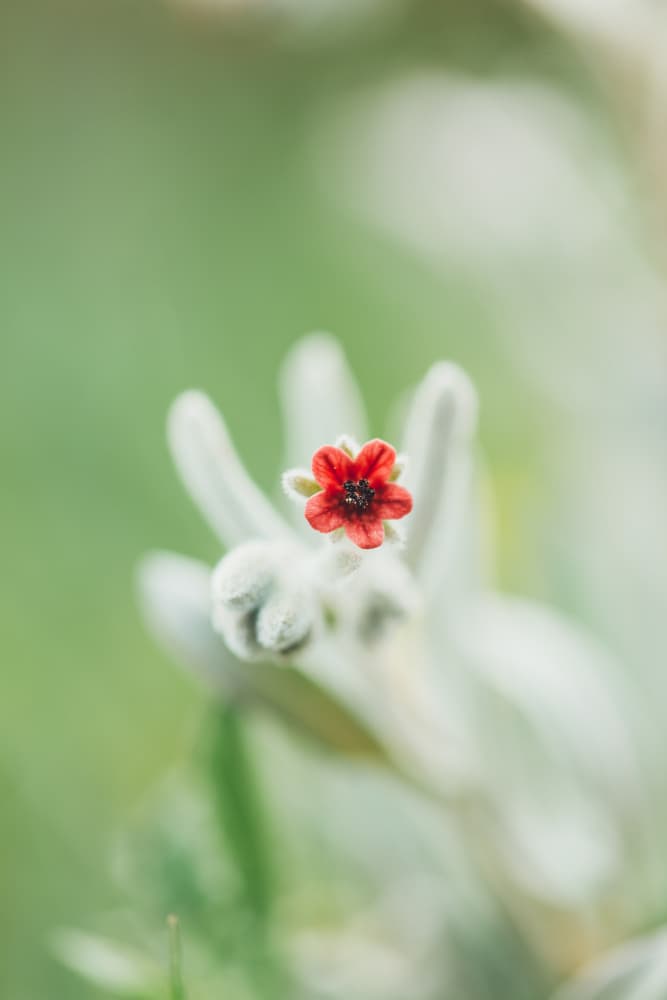 Tiny Red Flower by Javier Pardina — canvas wall art