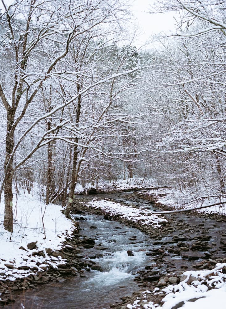 Snowy Forest Stream by Bethany Young — canvas wall art