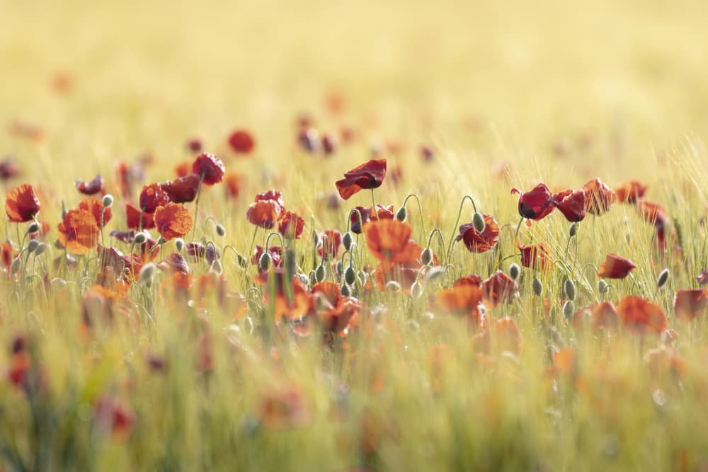 Red Poppies Golden Field by TONY GORAN — canvas wall art