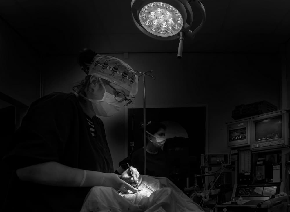 Focused Vet Surgery by Gert van den Bosch — canvas wall art