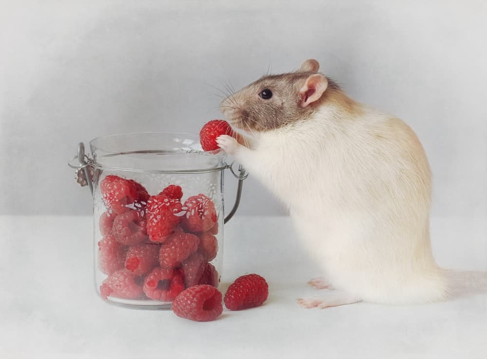 Sweet Raspberry Rat by Ellen van Deelen — canvas wall art