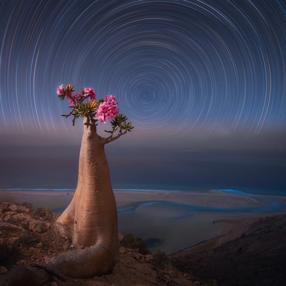 Desert Rose by Vikas Chander — canvas wall art