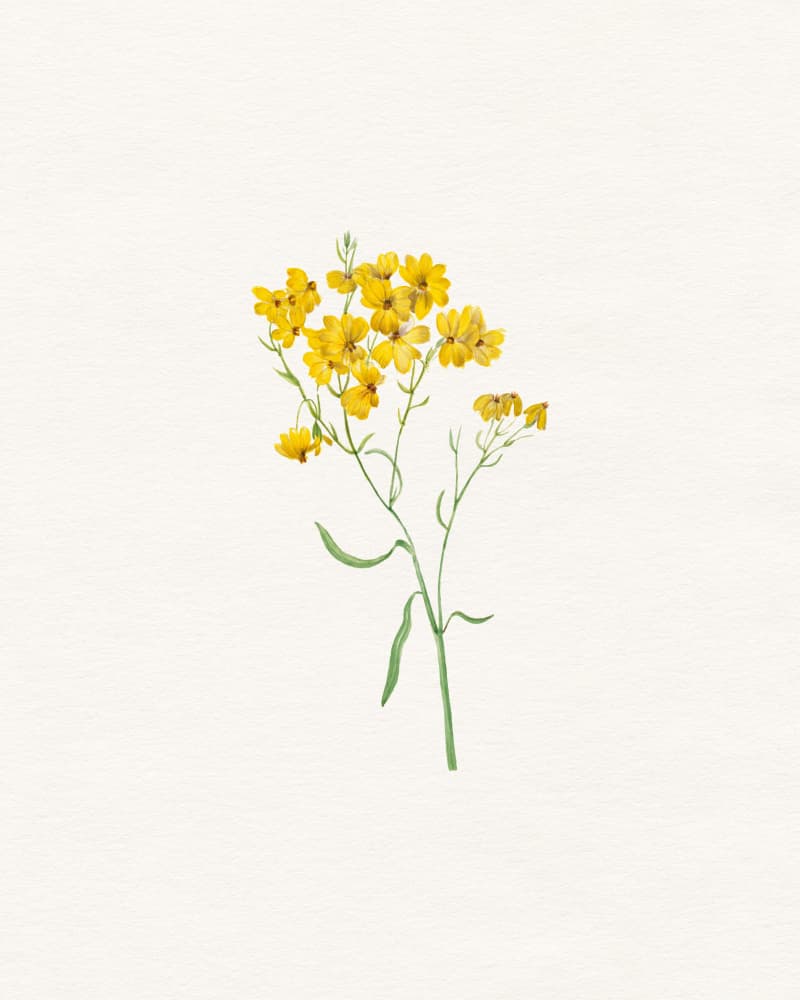 Delicate Yellow Blooms by Wild Violets — canvas wall art