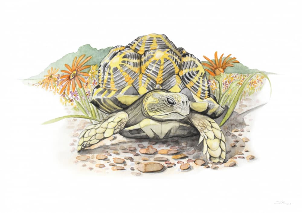 Star Tortoise in Bloom by Steve Erwin — canvas wall art