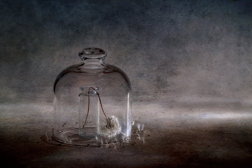 Fragile Dandelion Cloche by Igor Kopcev — canvas wall art