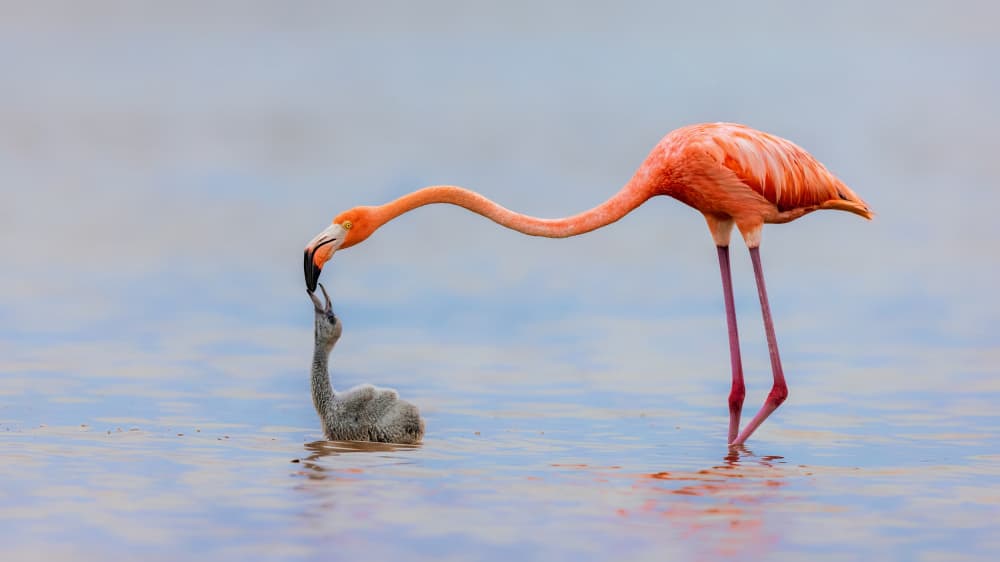 Flamingo Feeding Chick by Jun Zuo — canvas wall art
