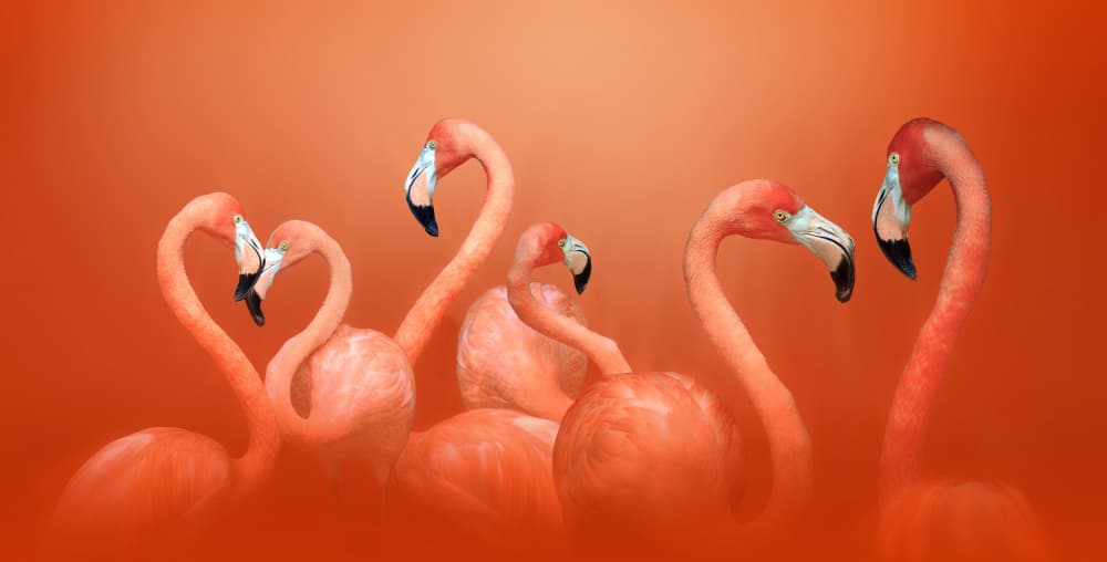 Pink Flamingo Heart by Catherine Wang — canvas wall art