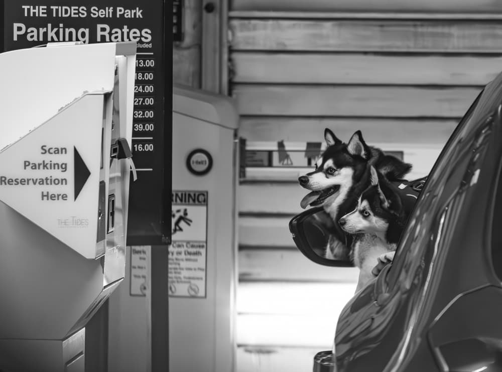 Huskies Await Parking by Marek Lapa — canvas wall art