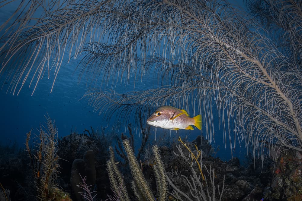 Deep Ocean Coral Fish by Jennifer Lu — canvas wall art