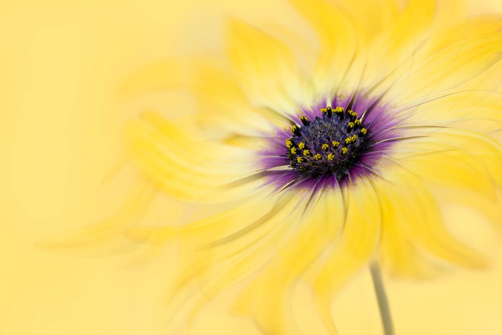 Vibrant Yellow Flower by Lydia Jacobs — canvas wall art