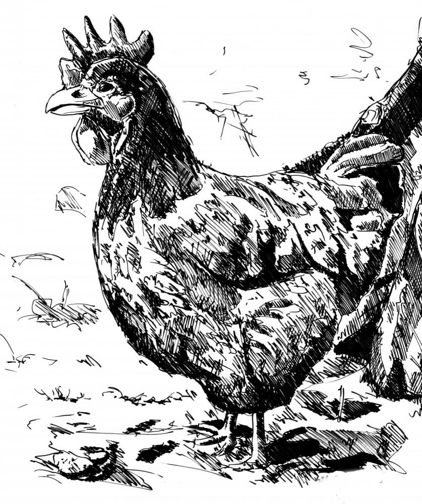 Rustic Hen Illustration by Kulik — canvas wall art